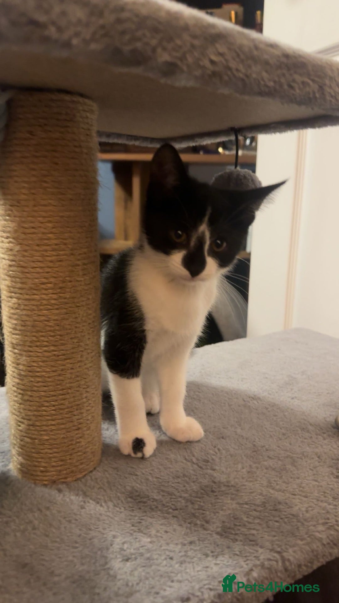 Mixed Breed cats Mixed breed black and white kittens - Advert 6