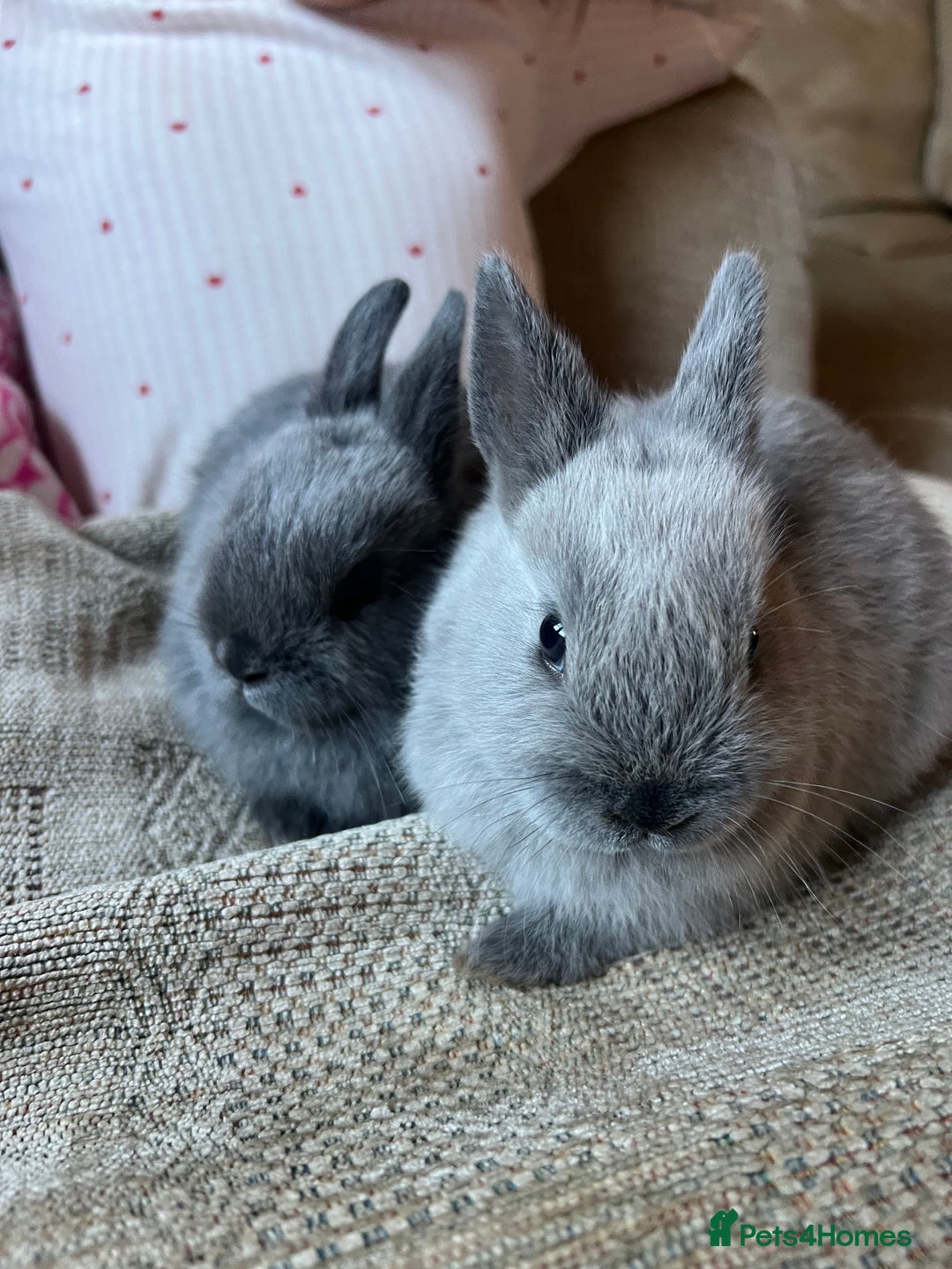 Netherland Dwarf rabbits for sale: Stunning Netherland Dwarf boys - Image 8