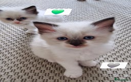 Ragdoll cats for sale: Beautiful kittens  - Image 10