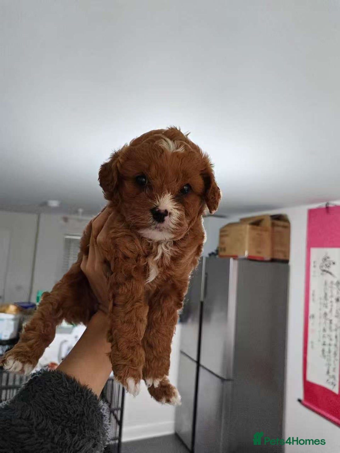 Cavapoo dogs for sale: Beautiful F1 Cavapoo girl  - Advert 1