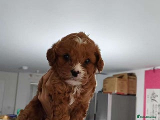 Cavapoo dogs Beautiful F1 Cavapoo girl - Advert 5