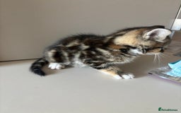 Mixed Breed cats for sale: 😻Happy kittens 😻 - Image 1