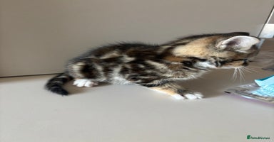 Mixed Breed cats - Advert 13