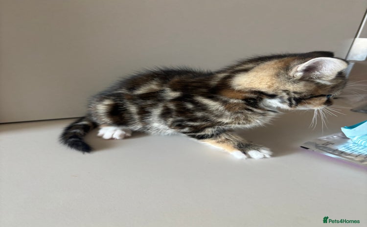 Mixed Breed cats - Advert 7