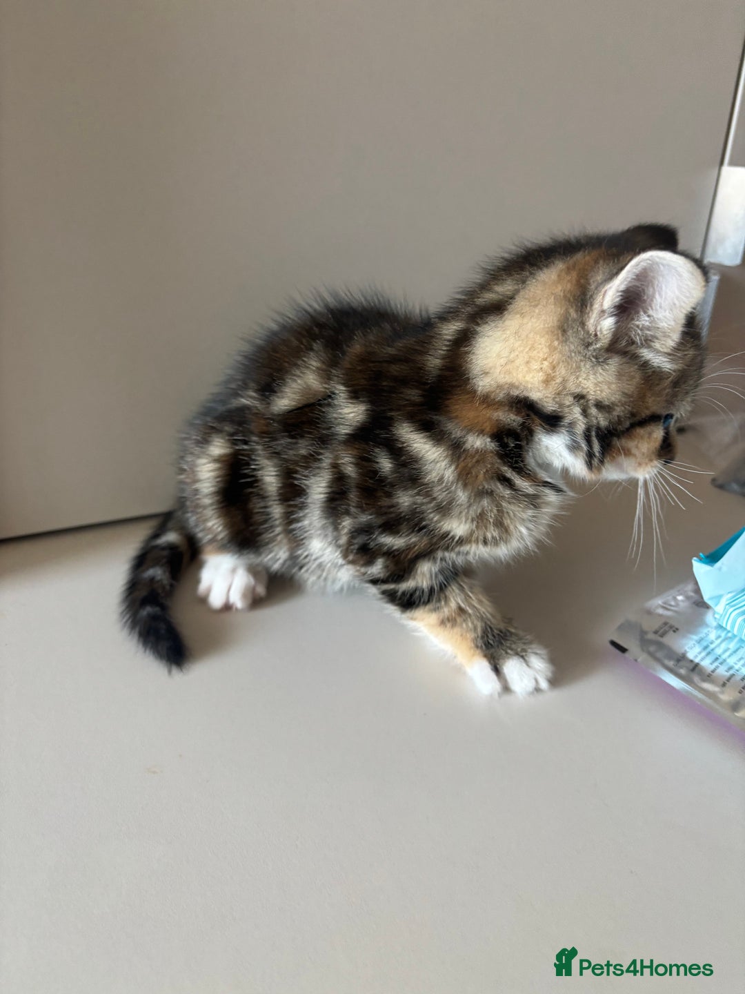 Mixed Breed cats for sale: 😻Happy kittens 😻 - Image 1