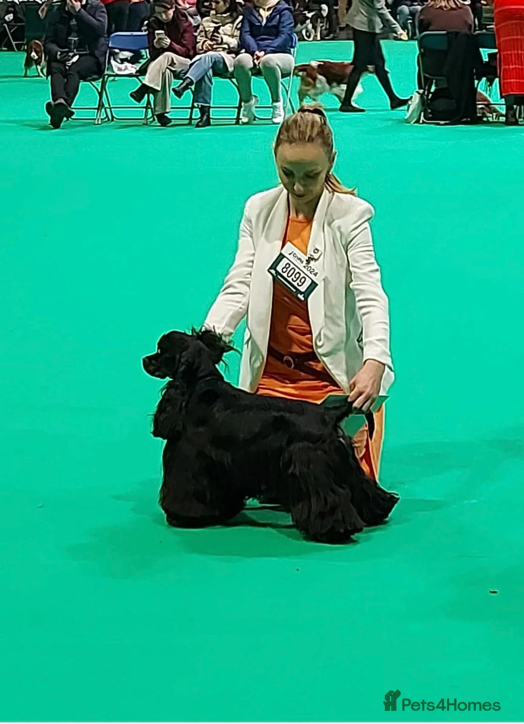 American Cocker Spaniel dogs for sale: American Cocker Spaniel puppies  - Advert 2