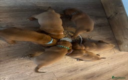 Dogue De Bordeaux dogs for sale: 6 stunning chunky Douge de Bordeux pups - Image 33