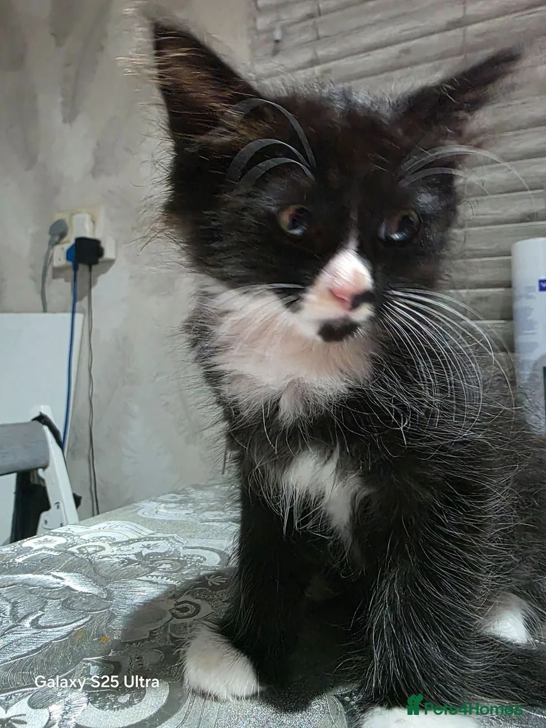 Turkish Angora cats for sale: Long-haired kittens - Advert 4
