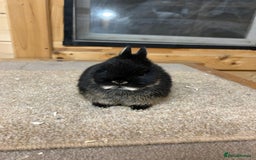 Netherland Dwarf rabbits for sale: Stunning Netherland Dwarf Rabbits  - Image 5