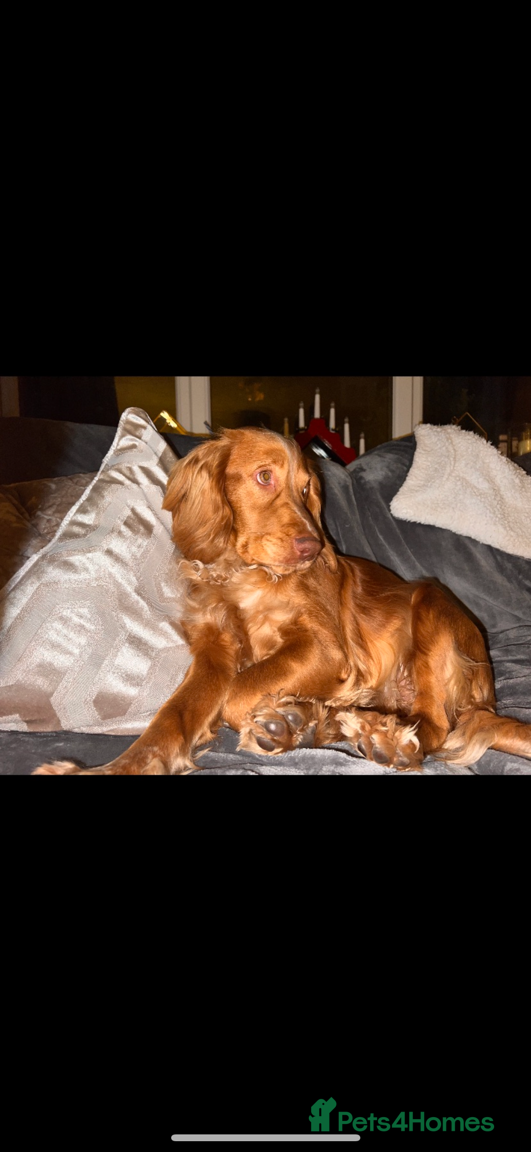 Cocker Spaniel dogs for sale: Beautiful Cocker spaniel pups ready this weekend - Advert 16
