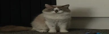 Theodore