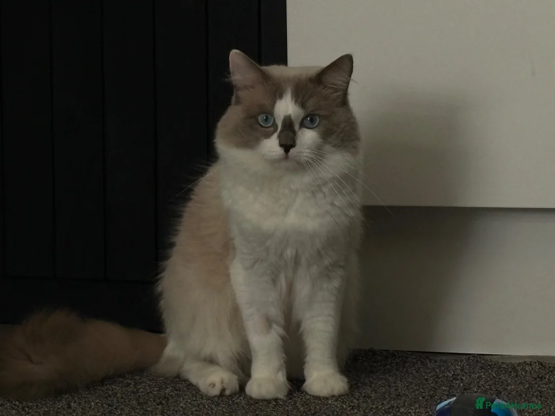 Ragdoll cats for sale: 13 month old ragdoll male - Advert 2