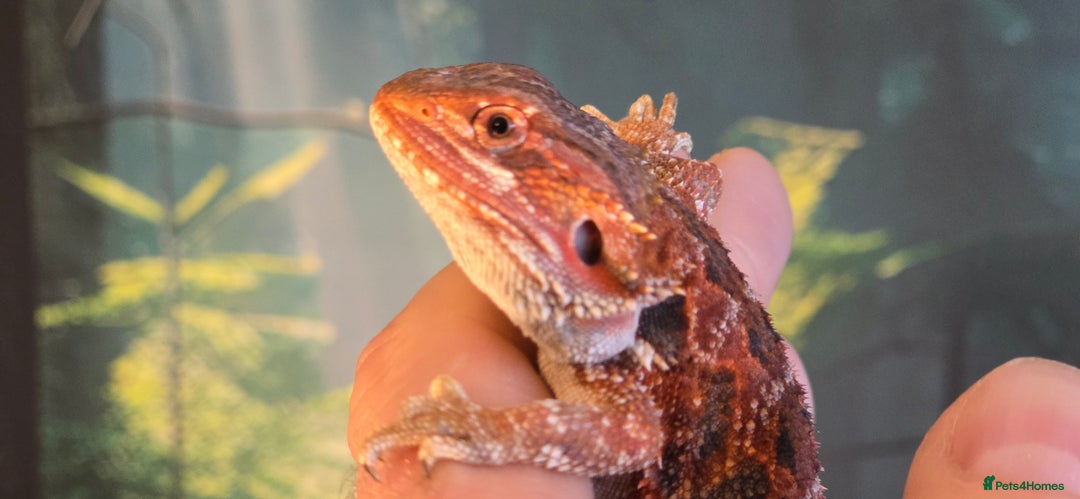Bearded Dragon reptiles for sale: Bearded Daragon and Vivarium  - Advert 3