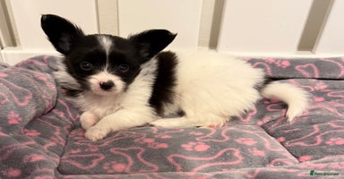 Papillon dogs - Advert 15