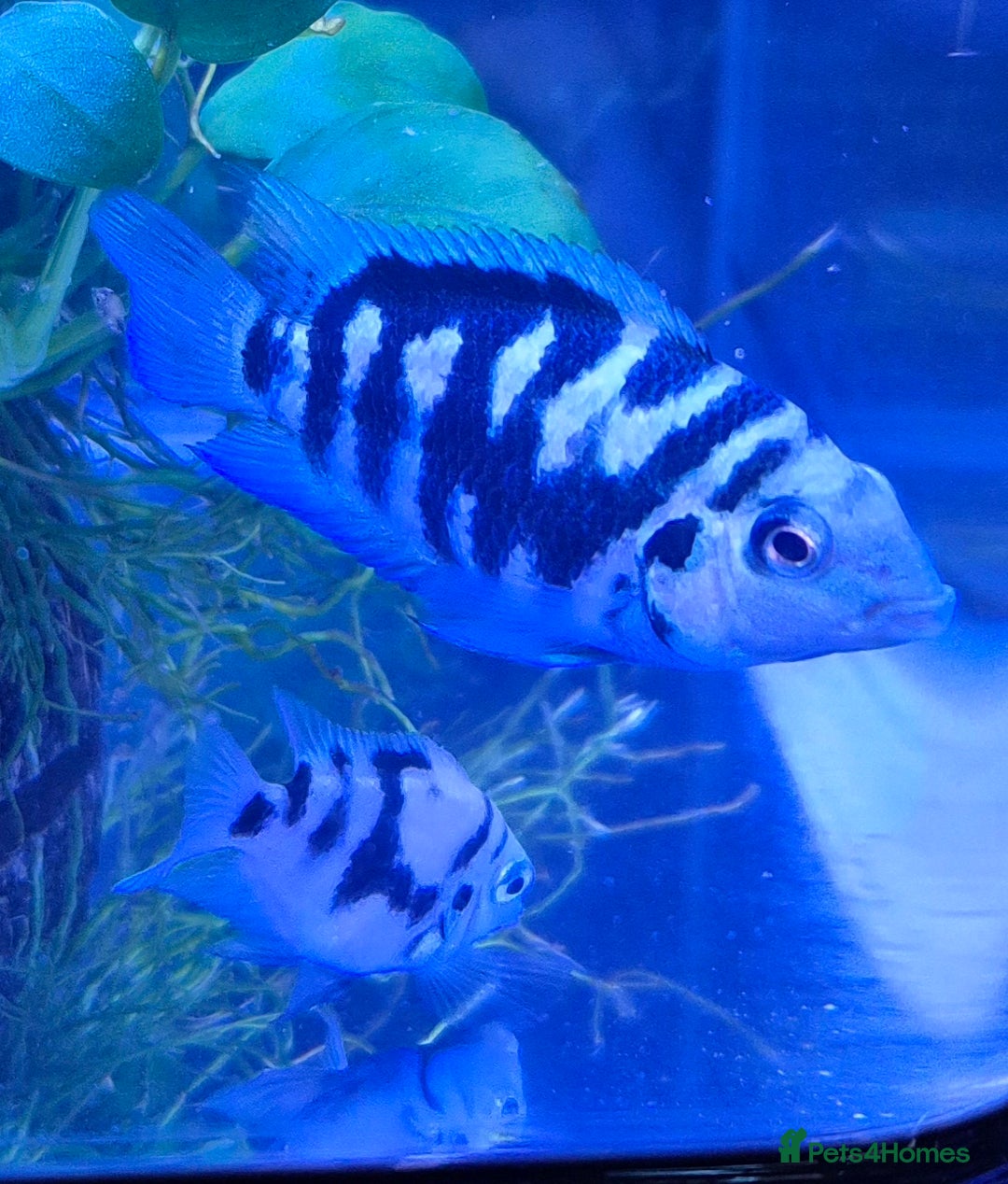 Cichlids fish for sale: Blue parrot fish - Advert 12