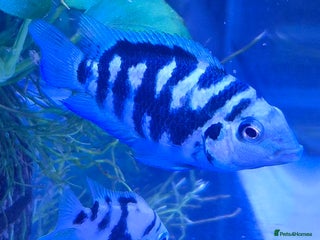 Cichlids fish Blue parrot fish - Advert 2