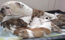 English Bulldog dogs for sale: Gorgeous Purebred English Bulldog Puppies - Image 19
