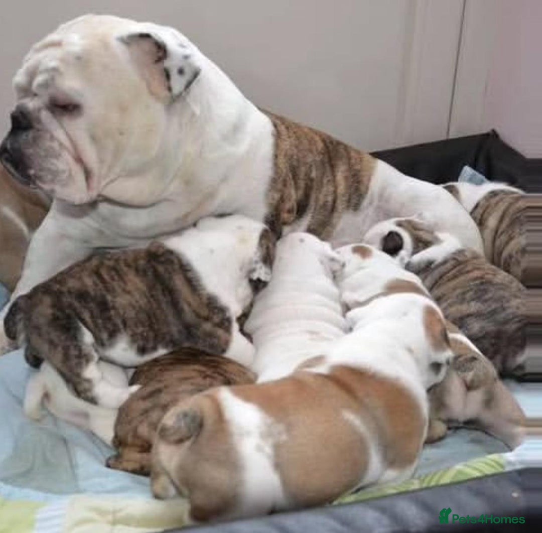English Bulldog dogs for sale: Gorgeous Purebred English Bulldog Puppies - Image 19