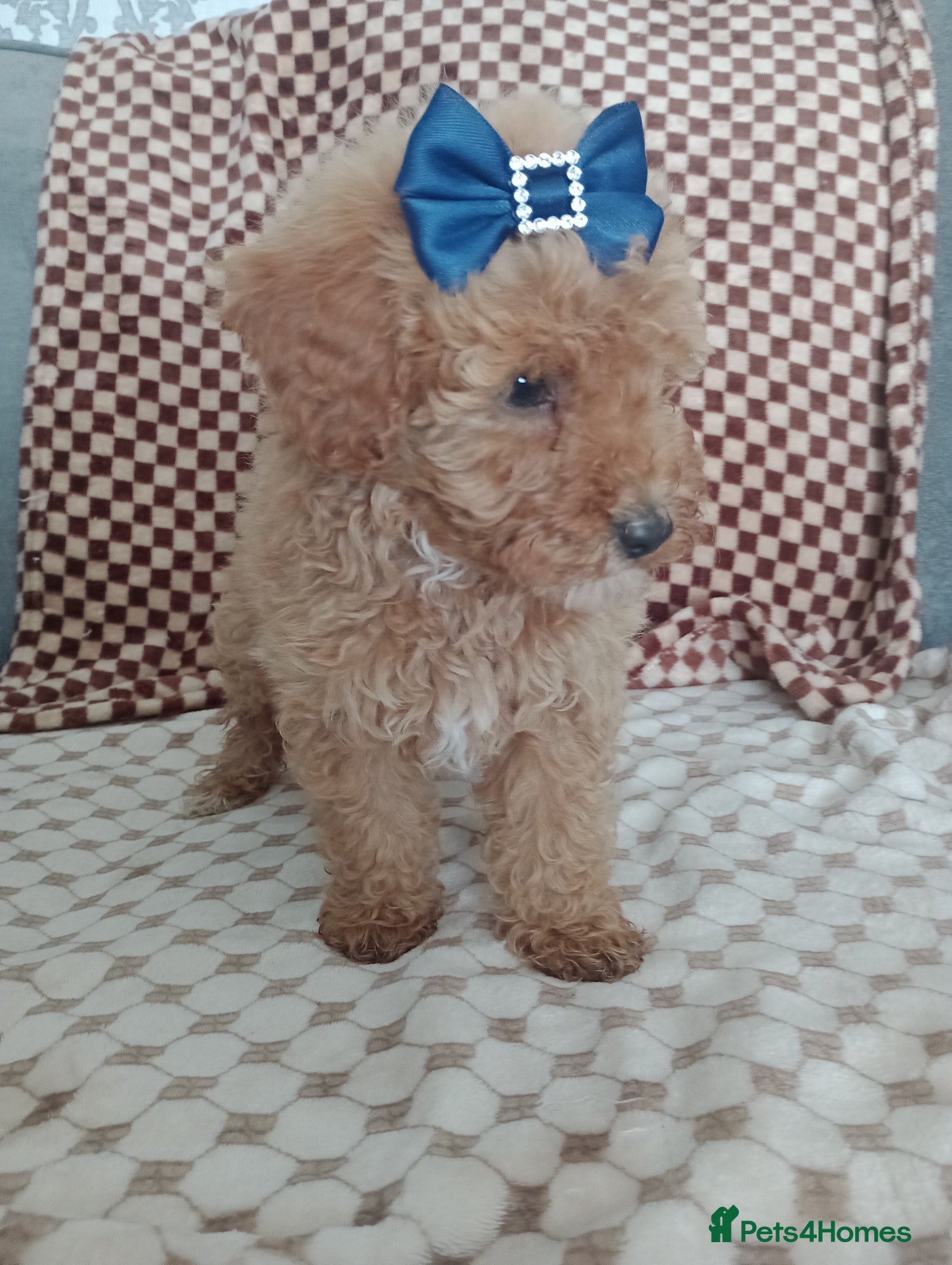 Mixed Breed dogs 🐕🌹 4 beautiful miniature poodle .🌹🐕 - Advert 2