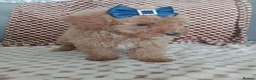 Mixed Breed dogs for sale: 🐕🌹 5 beautiful girls, miniature poodle 🌹🐕 in Barnsley - Advert 16