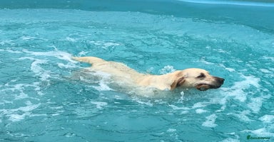 Labrador Retriever dogs - Advert 4