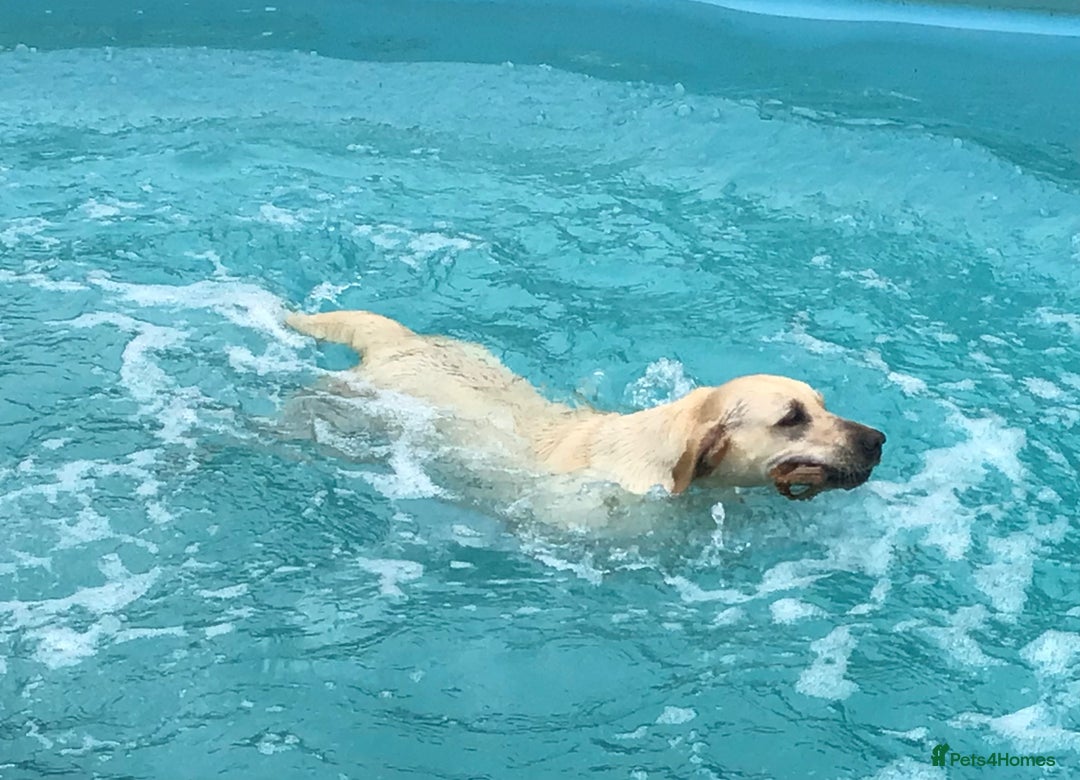 Labrador Retriever dogs for sale: Beautiful Working Labradors  - Image 8