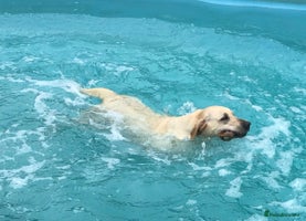 Labrador Retriever dogs - Advert 6