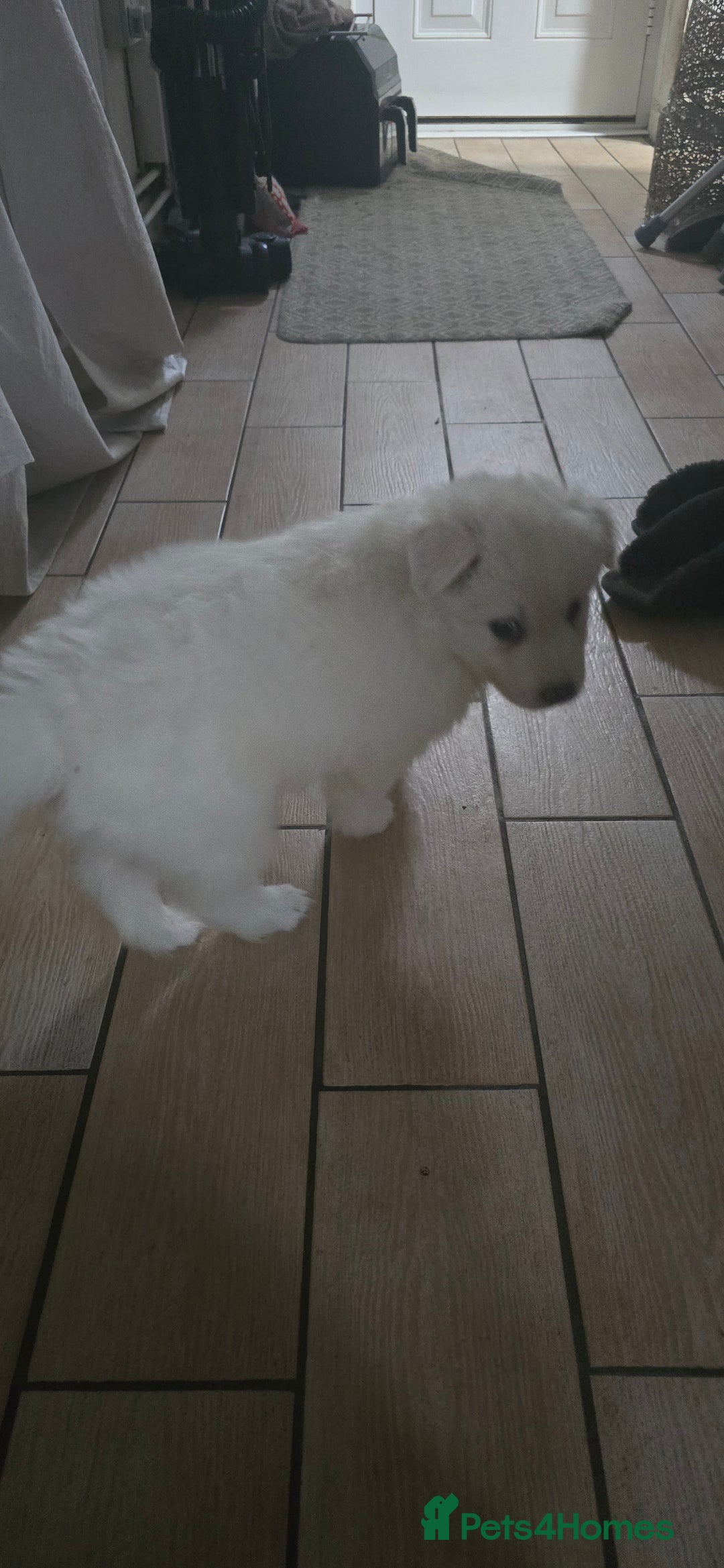 Siberian Husky dogs for sale: Husky pups - Advert 12