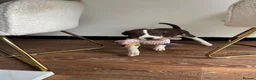 American Bulldog dogs for sale: American bulldog - Advert 3