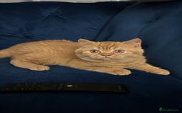 British Shorthair cats for sale: Re homing this Beautiful Boy - Image 24