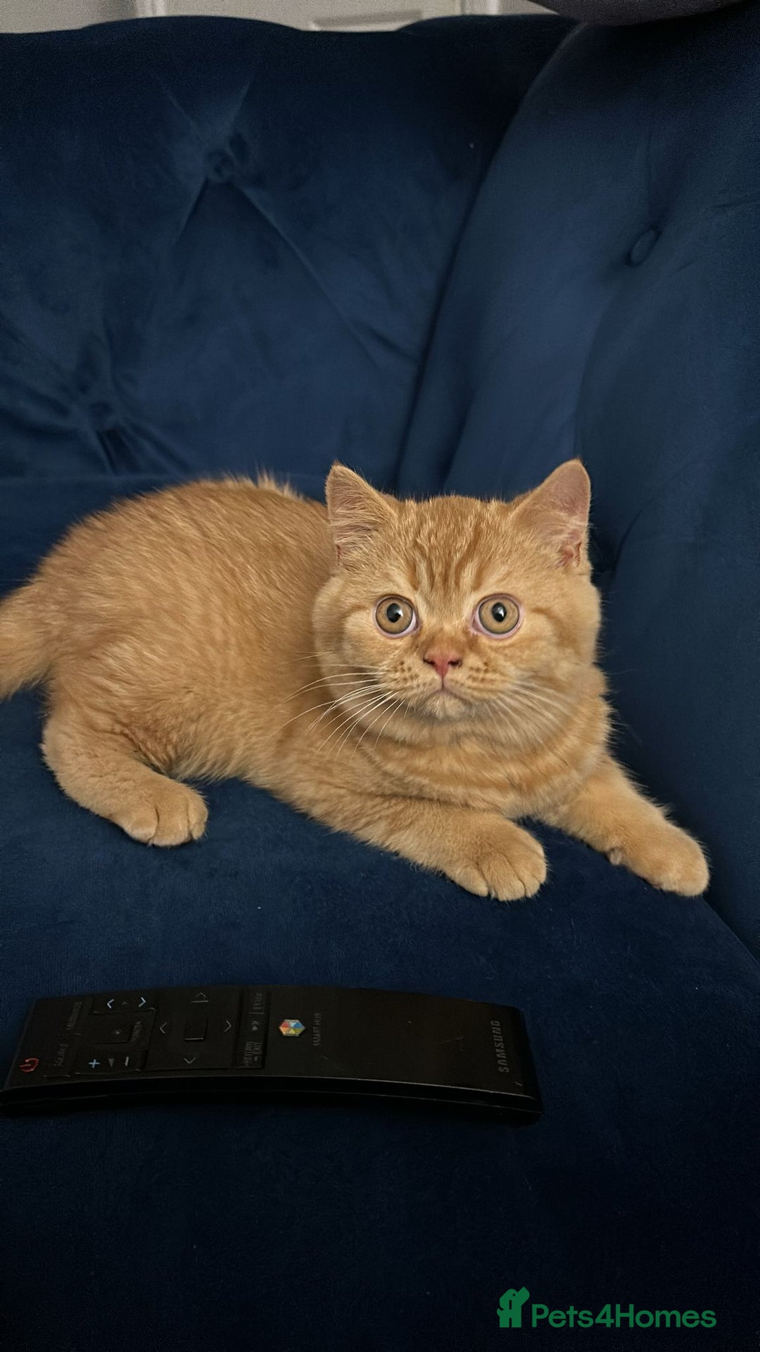 British Shorthair cats for sale: Re homing this Beautiful Boy - Image 24