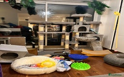 Ragdoll cats for sale: Two Show-Quality Cats Seeking Loving Homes - Image 18