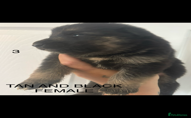 German Shepherd dogs - Advert 3
