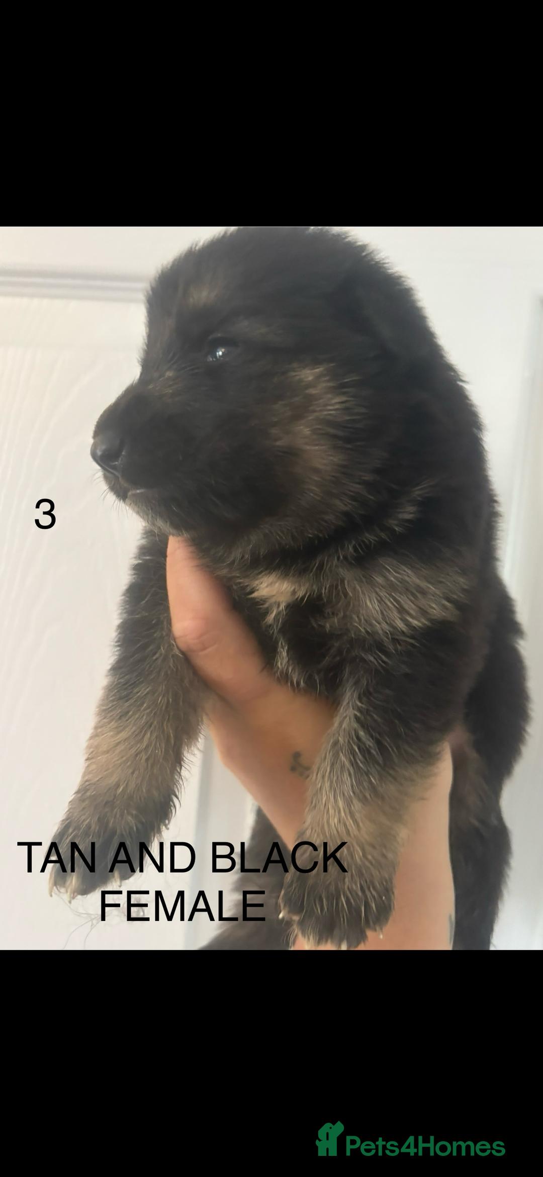 German Shepherd dogs for sale: CUTE 3/4 GERMAN SHEPHERD PUPPIES READY 27th AUGUST - Image 1