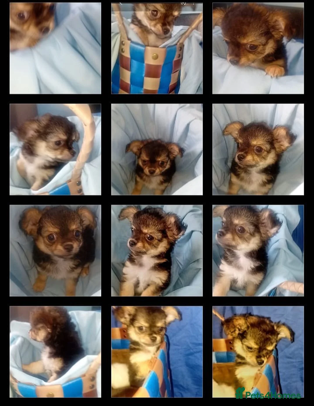 Chihuahua dogs for sale: Full Chihuahuas Fabulous  - Advert 2