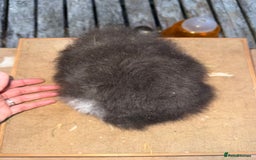 Guinea Pig rodents for sale: Pure bred California & Swiss guineapigs  - Image 14