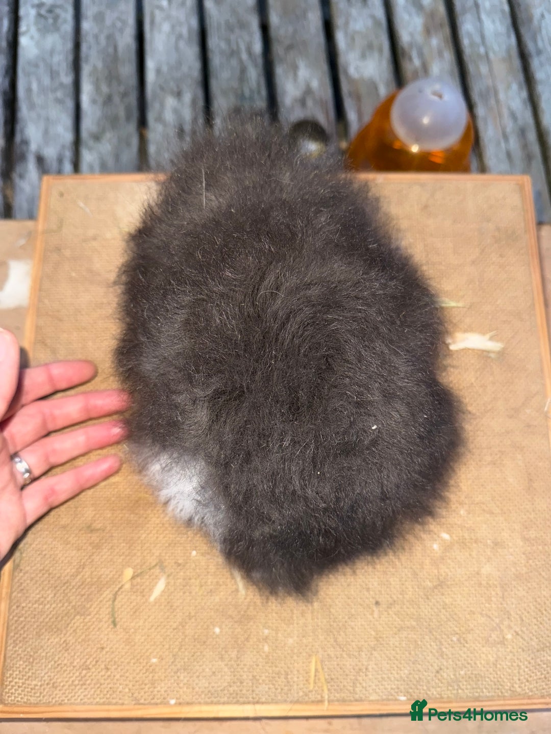 Guinea Pig rodents for sale: Pure bred California & Swiss guineapigs  - Image 14