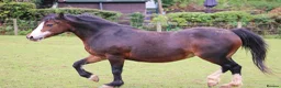 Welsh Section A horses for sale: Registered Welsh A mare  - Advert 11
