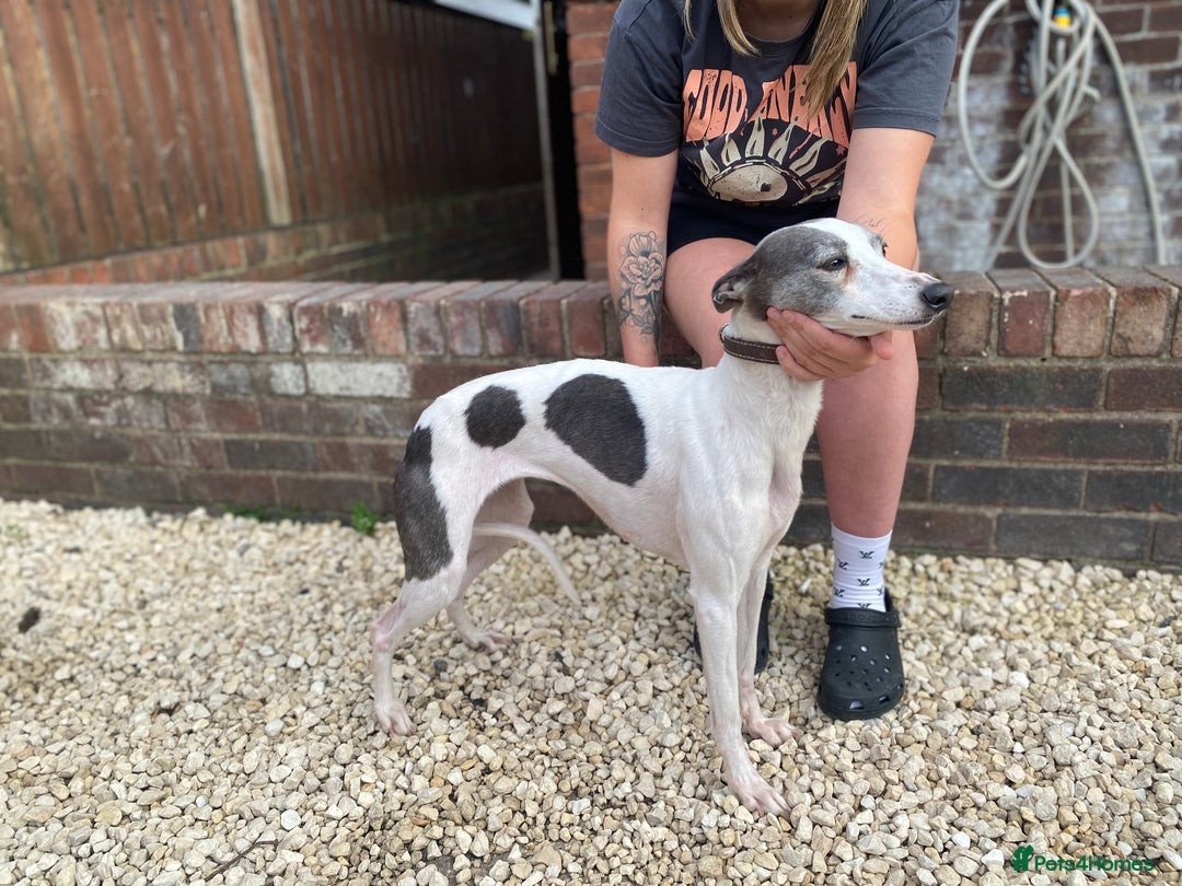 Whippet dogs for sale: Female whippet kayy  - Image 1