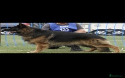 German Shepherd dogs for stud: HEALTH TESTED KC REG LONGCOAT-PROVEN STUD - Image 4