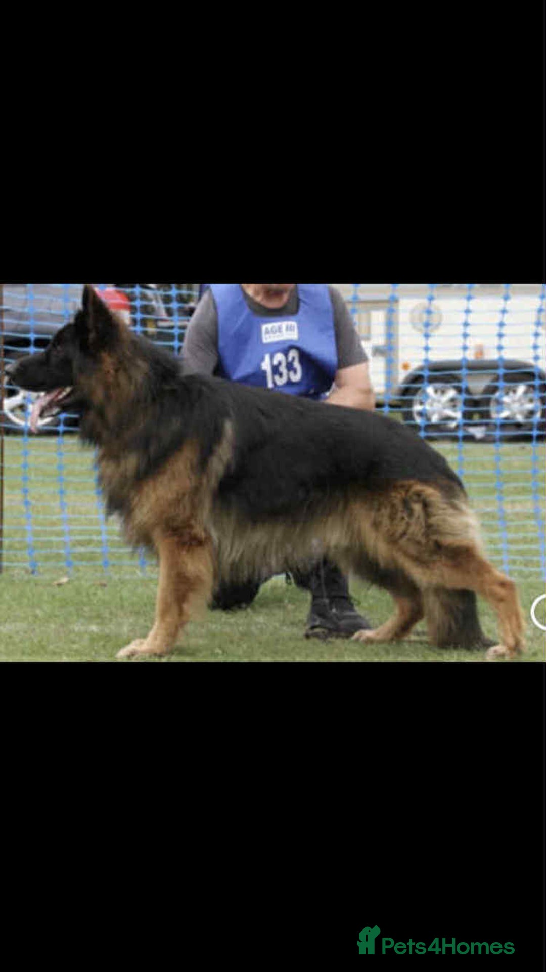German Shepherd dogs for stud: HEALTH TESTED KC REG LONGCOAT-PROVEN STUD - Image 4
