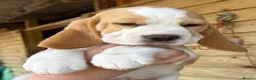 Beagle dogs for sale: Beagle puppies ready now - Advert 3