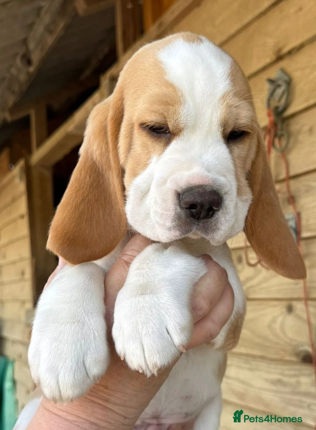 Beagle dogs for sale: KC registeted Beagle puppies  - Advert 2