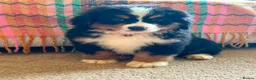 Bernese Mountain Dog dogs for sale: Beautiful Bernese Mountain pups available  in Carmarthen - Advert 4