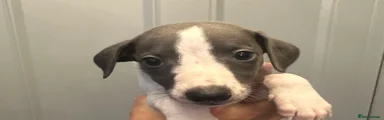 Whippet 5