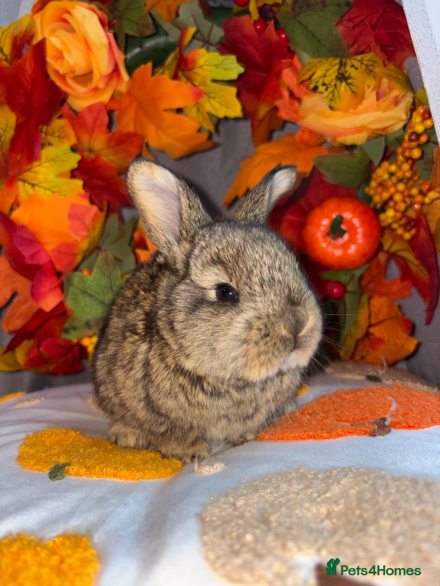 Continental Giant rabbits for sale: Continental giants  - Advert 11