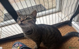Mixed Breed cats for sale: 3 tiny kittens - Image 8