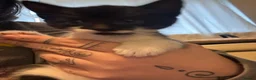 Mixed Breed cats for sale: Three black&white kittens in Bristol - Advert 8