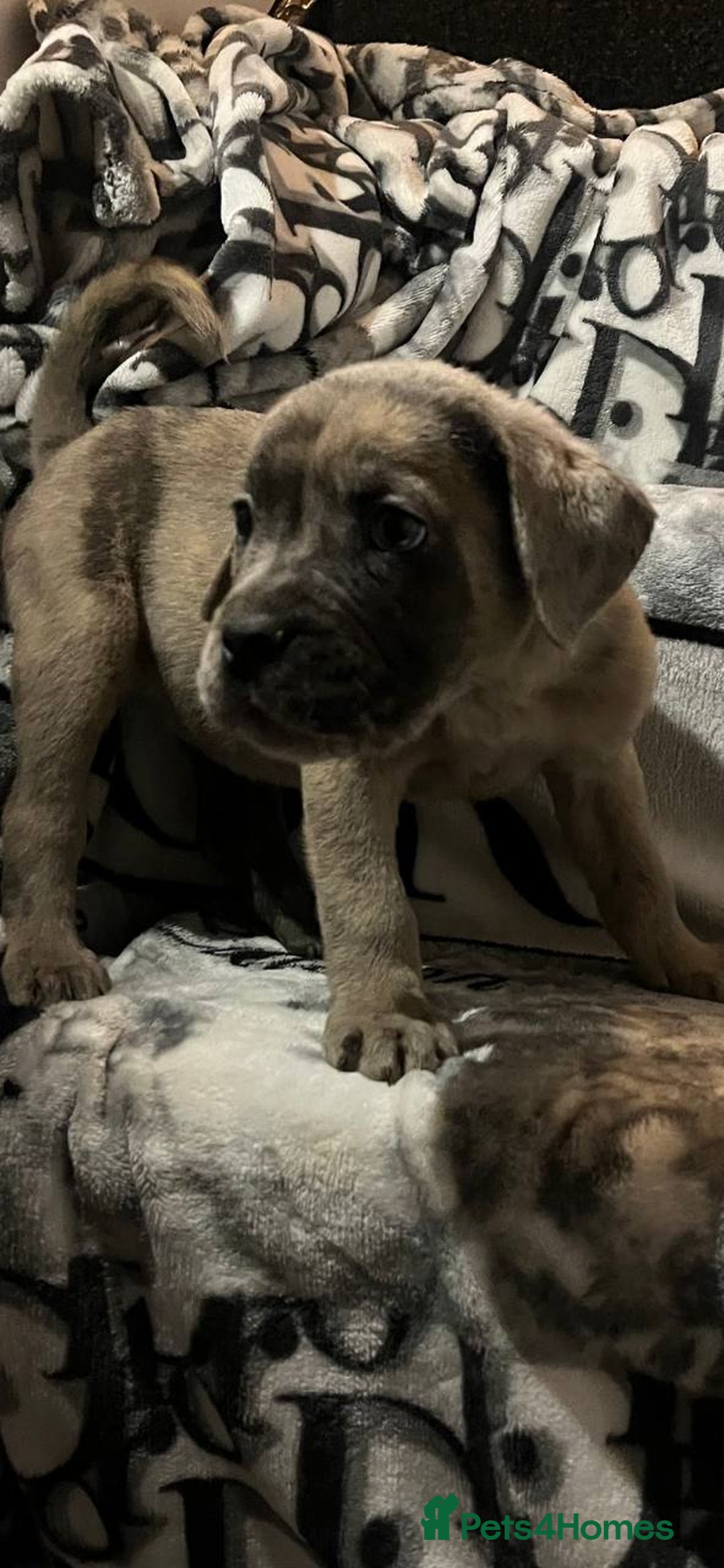 Cane Corso dogs for sale: Stunning puppies  - Image 1