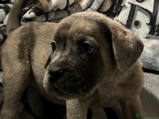 Cane Corso dogs - Advert 4